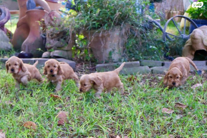 כלב קוקר ספניאל