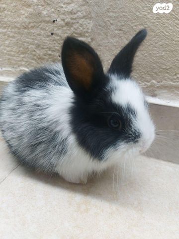 מכרסם ארנב \ שפן