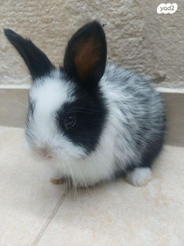 מכרסם ארנב \ שפן