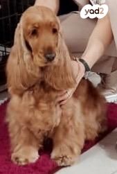 כלב קוקר ספניאל