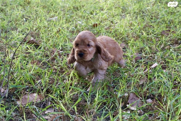 כלב קוקר ספניאל