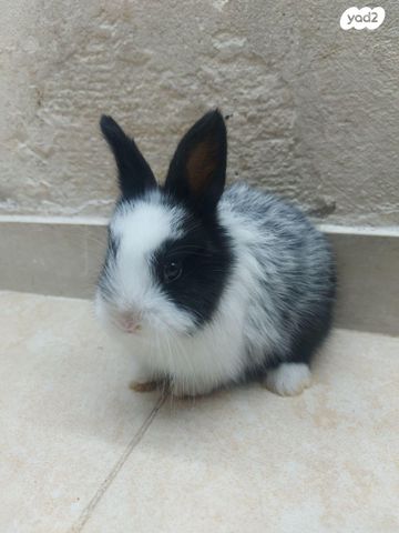 מכרסם ארנב \ שפן