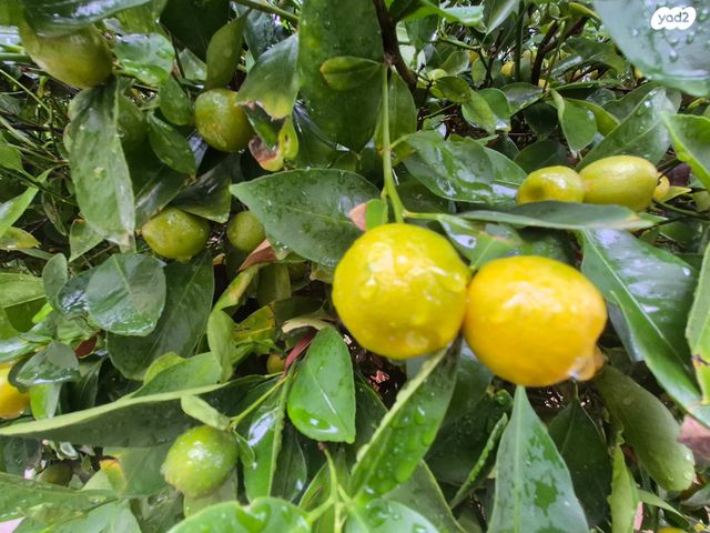 דו משפחתי, מתן, מתן