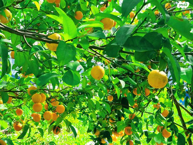 דו משפחתי, מתן, מתן