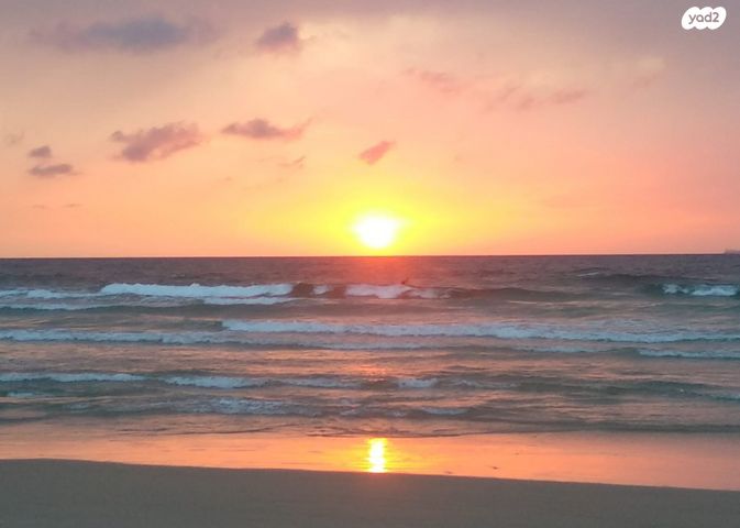 ארזי הלבנון 