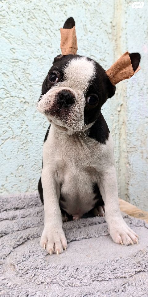 תמונת מודעה - חיות מחמד