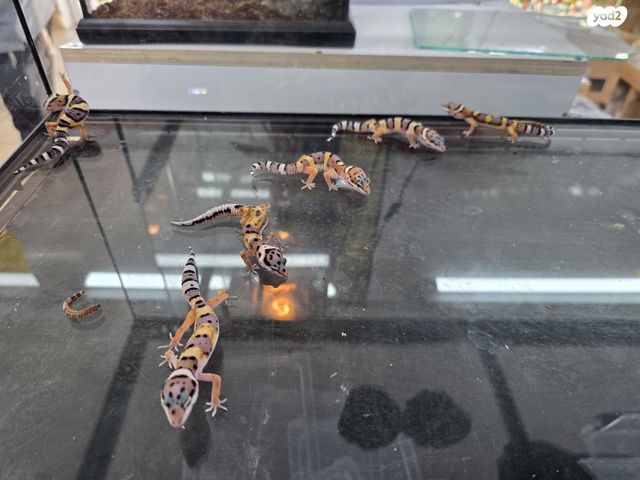 תמונת מודעה - חיות מחמד