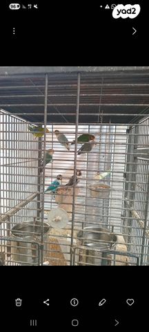 תמונת מודעה - חיות מחמד