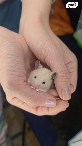 תמונת מודעה - חיות מחמד