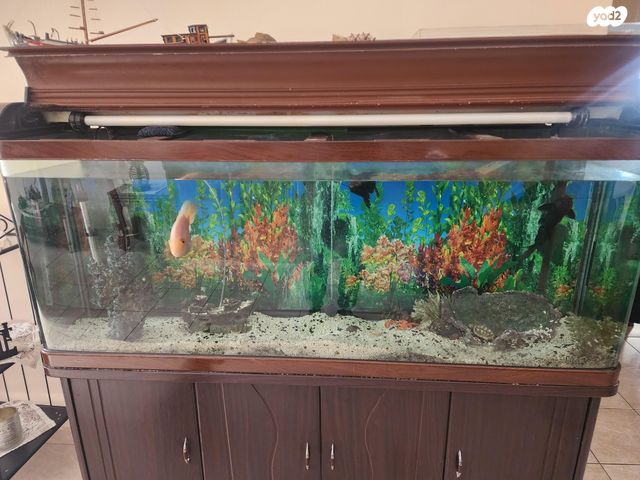 תמונת מודעה - חיות מחמד