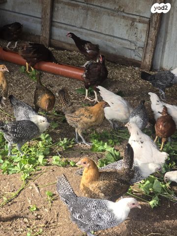 תמונת מודעה - חיות מחמד