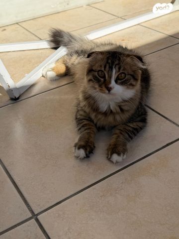 תמונת מודעה - חיות מחמד