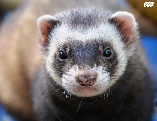 תמונת מודעה - חיות מחמד