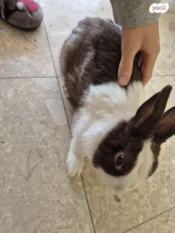 תמונת מודעה - חיות מחמד