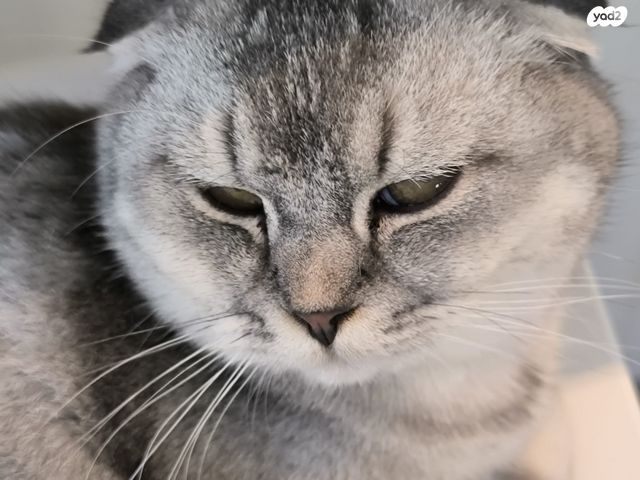 תמונת מודעה - חיות מחמד