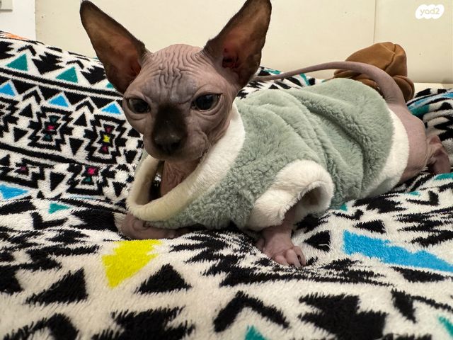 תמונת מודעה - חיות מחמד