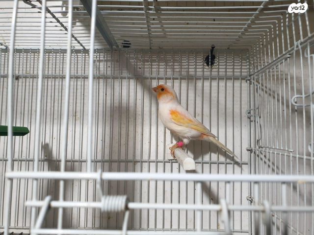 תמונת מודעה - חיות מחמד