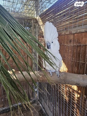 תמונת מודעה - חיות מחמד