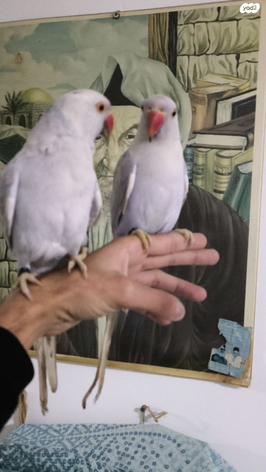 תמונת מודעה - חיות מחמד