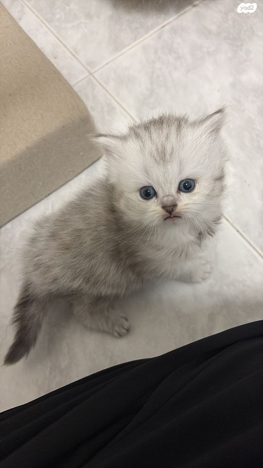 תמונת מודעה - חיות מחמד