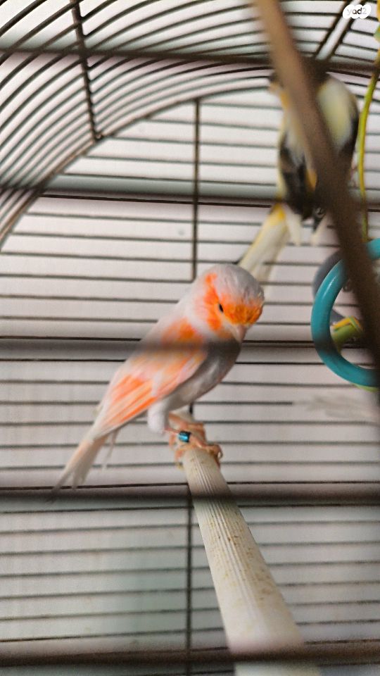 תמונת מודעה - חיות מחמד