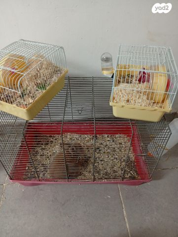 תמונת מודעה - חיות מחמד