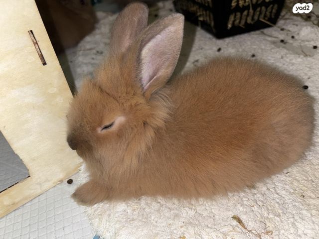 תמונת מודעה - חיות מחמד