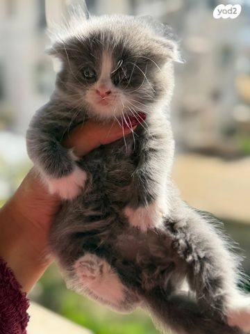 תמונת מודעה - חיות מחמד