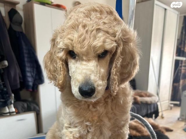 תמונת מודעה - חיות מחמד