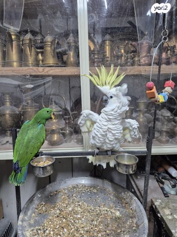 תמונת מודעה - חיות מחמד