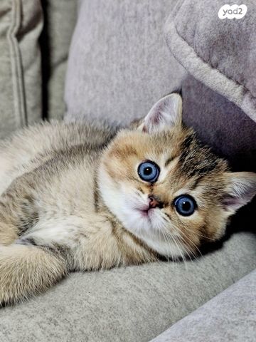 תמונת מודעה - חיות מחמד