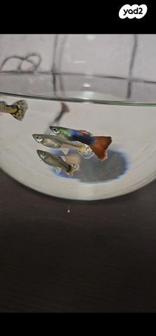 תמונת מודעה - חיות מחמד