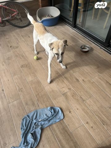 תמונת מודעה - חיות מחמד