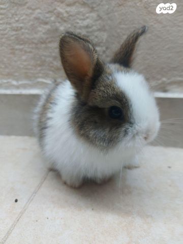 תמונת מודעה - חיות מחמד