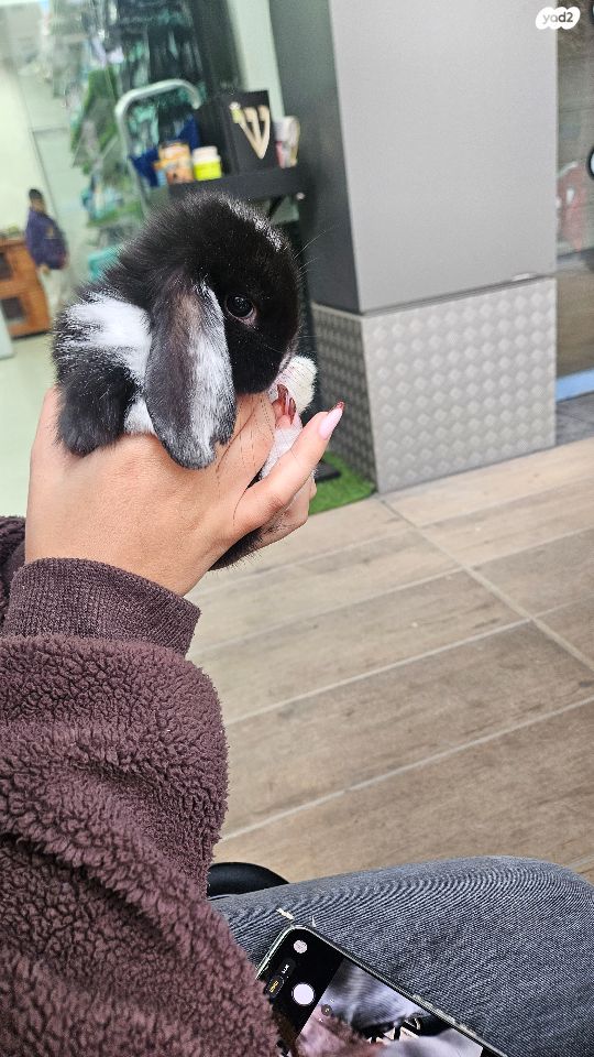 תמונת מודעה - חיות מחמד