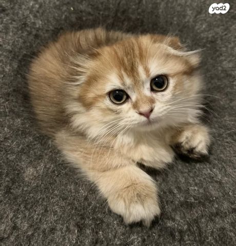 תמונת מודעה - חיות מחמד