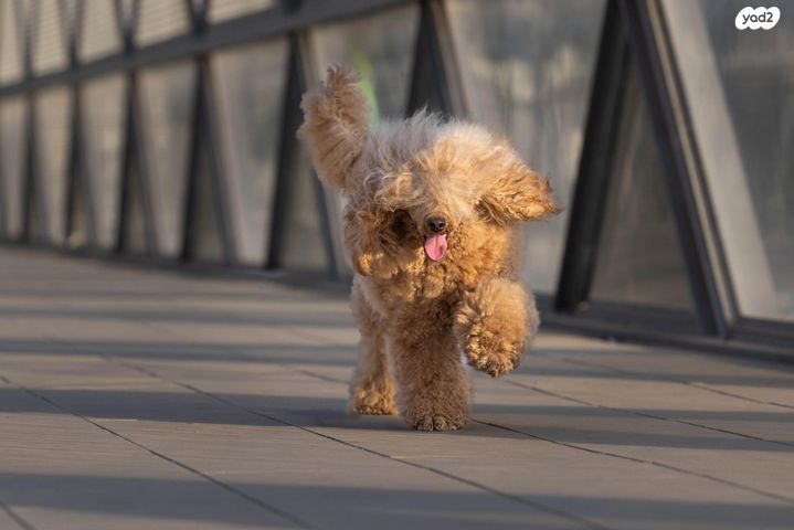 תמונת מודעה - חיות מחמד