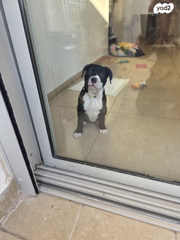 תמונת מודעה - חיות מחמד