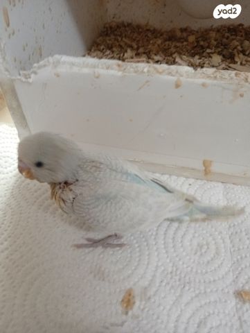 תמונת מודעה - חיות מחמד