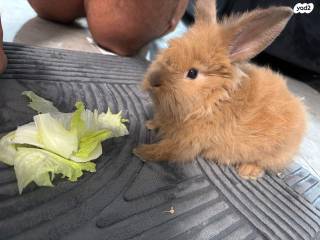 מכרסם ארנב אנגורה
