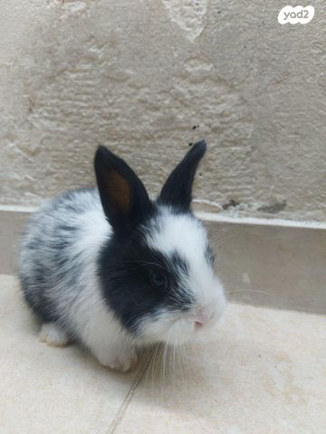 מכרסם ארנב \ שפן