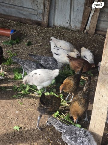 חיית משק רוד איילנד