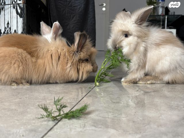 מכרסם ארנב אנגורה