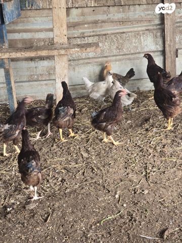 חיית משק רוד איילנד