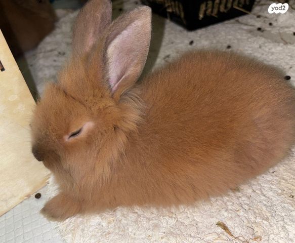 מכרסם ארנב אנגורה