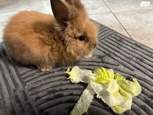 מכרסם ארנב אנגורה