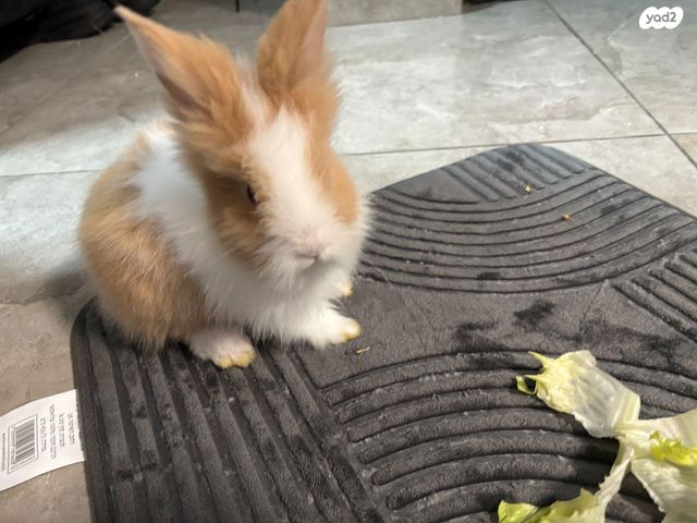 מכרסם ארנב אנגורה