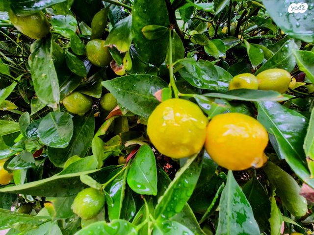 דו משפחתי, מתן, מתן