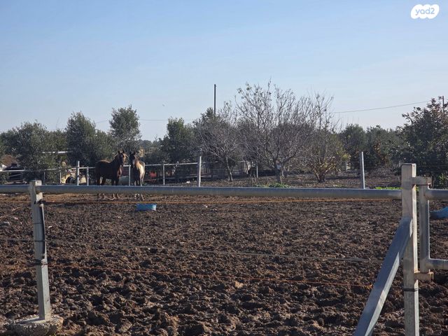 משק חקלאי/ נחלה, אלי עד