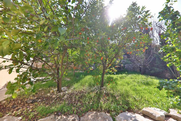 בית פרטי/ קוטג', נרקיס, מצפה אבי''ב, מצפה אבי"ב